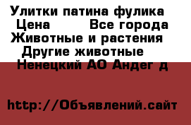 Улитки патина фулика › Цена ­ 10 - Все города Животные и растения » Другие животные   . Ненецкий АО,Андег д.